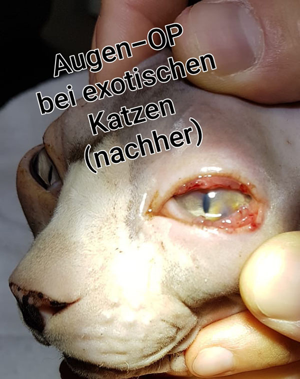 Augenheilkunde bei der Kleintierpraxis Alkahf Bochum